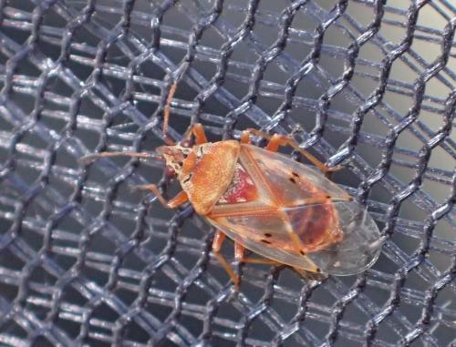 Réf. 243 994 : Kleidocerys resedae